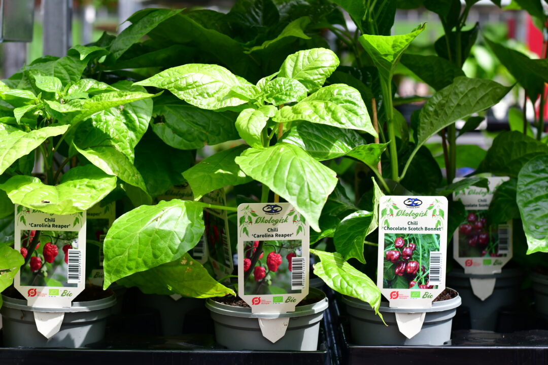 Die schärfste Chili der Welt - die Carolina Reaper