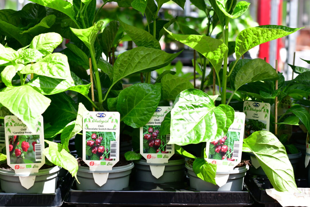 Chili Sorte Chocolate Scotch Bonnet