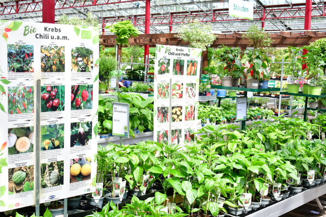 Auswahl an Chili-Pflanzen im Gartencenter