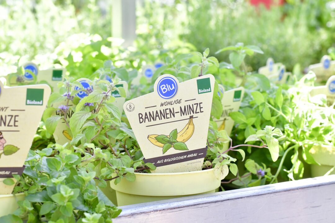 Bananen-Minze im Gartencenter.</p>
<p>