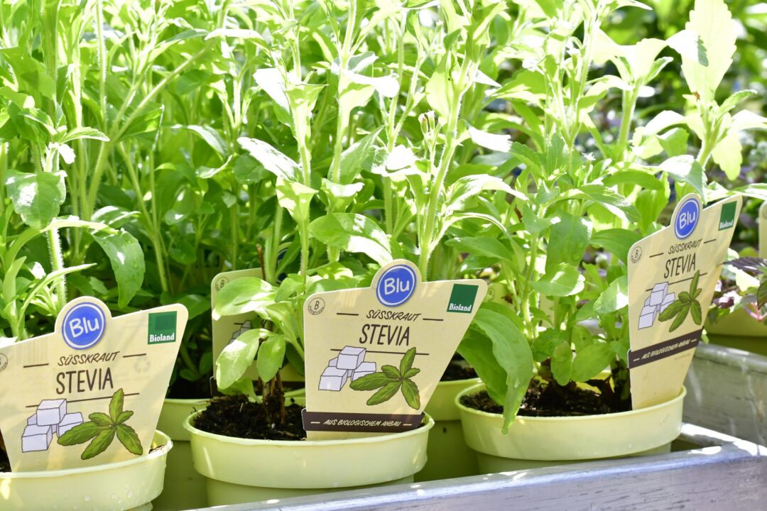 Stevia-Pflanze im Gartencenter