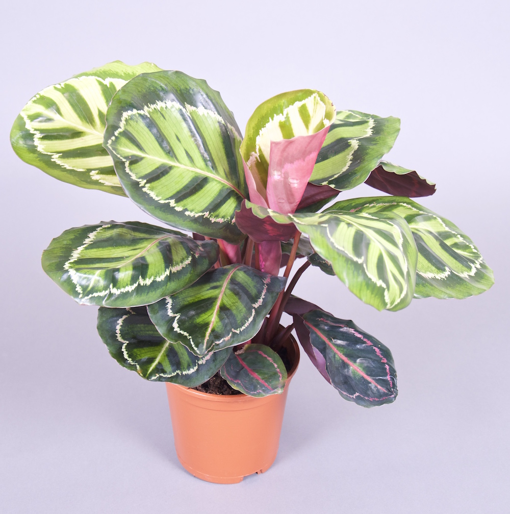 Eine Korbmarante botanisch Calathea mit einer interessanten Blattfärbung oben diverse Grüntöne und unten eine Rosafärbung in beigefarbenem Kulturtopf vor grauem Hintergrund