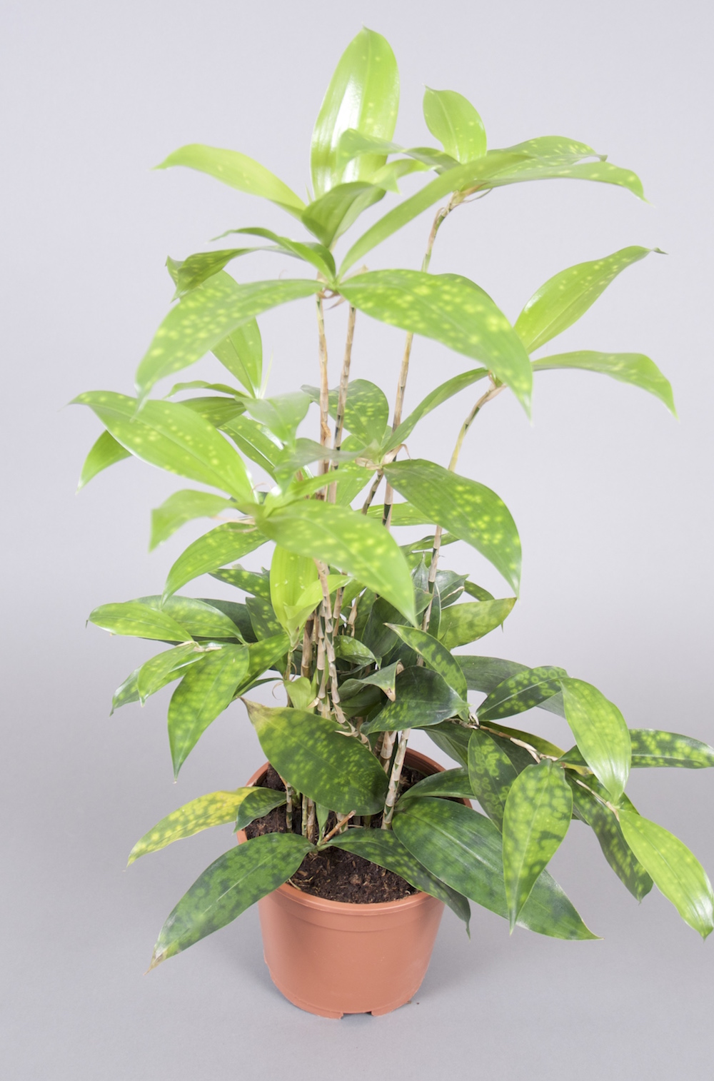 Ein Drachenbaum botanisch Dracaena surculosa in beigefarbenem Kulturtopf vor grauem Hintergrund