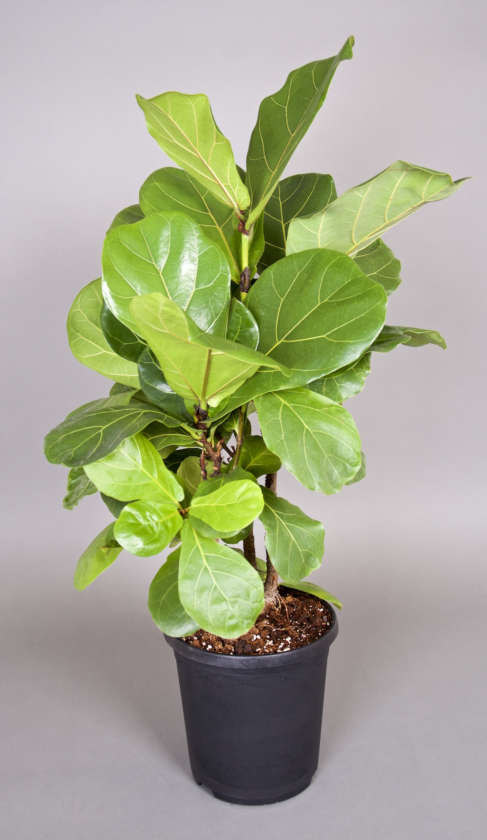 Eine Geigenfeige botanisch Ficus lyrata mit hellgrünem Laub in einem schwarzen Kulturtopf vor grauem Hintergrund.