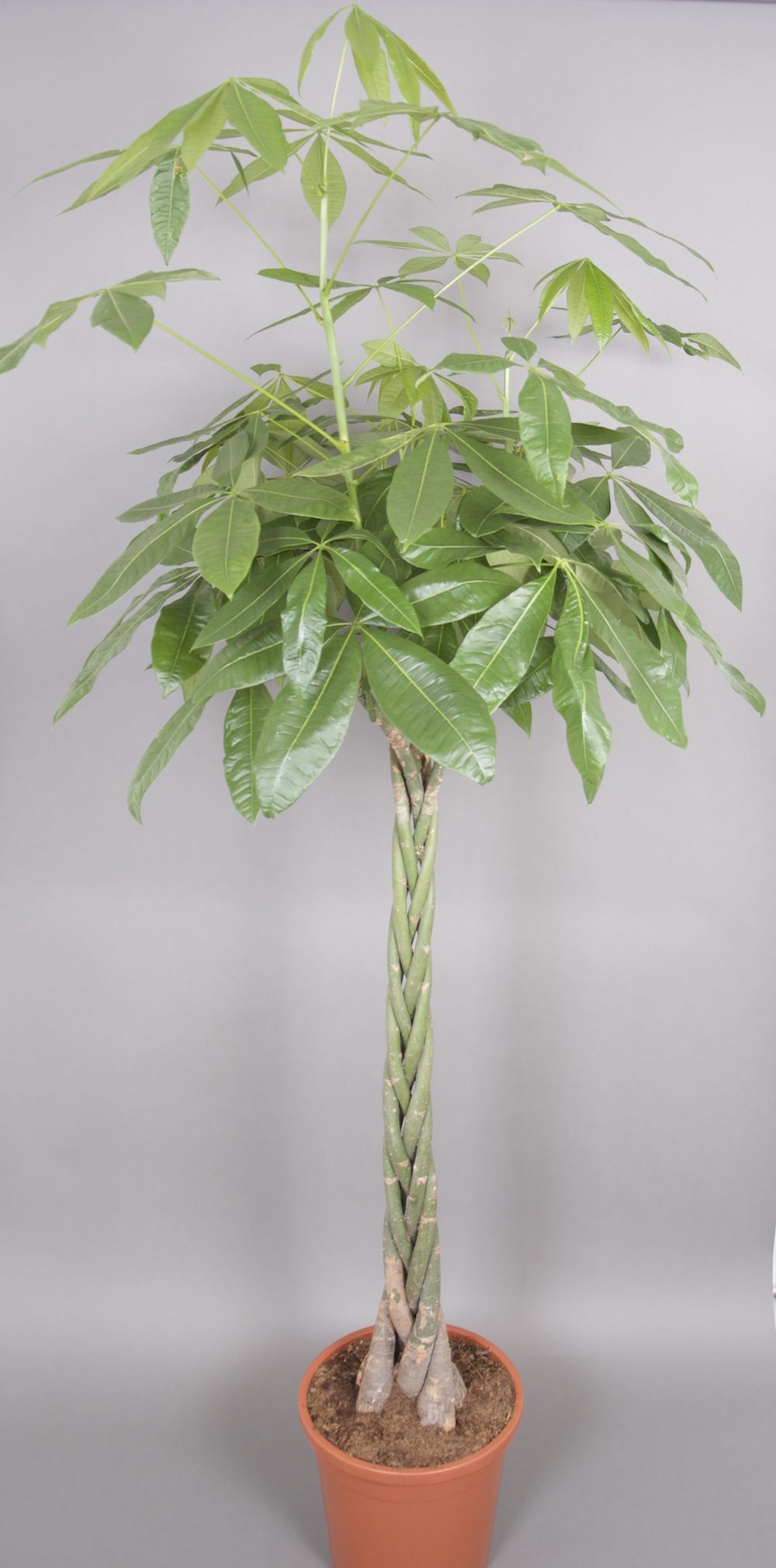 Eine Glückskastanie botanisch Pachira mit geflochtenem Stamm und saftig grünem Laub in braunem Kulturtopf vor grauem Hintergrund