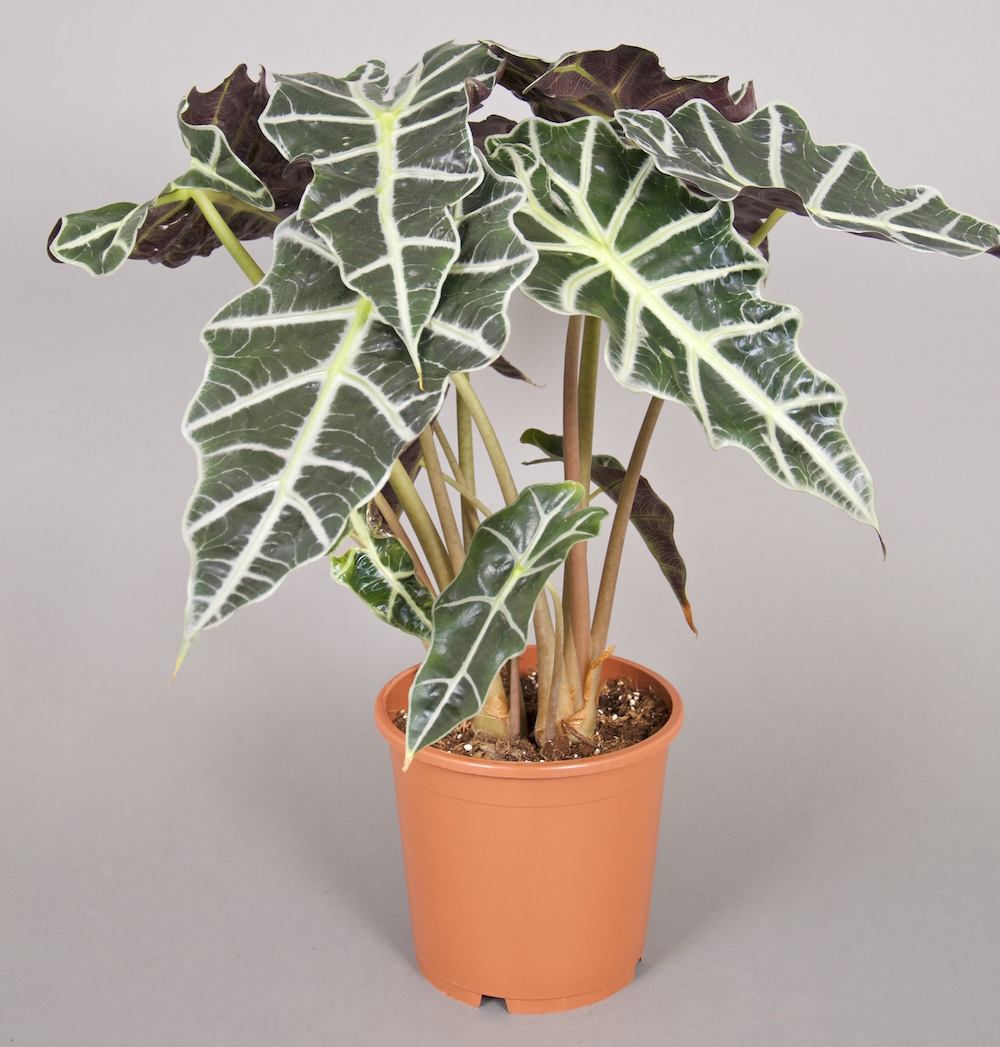 Ein Pfeilblatt botanisch Alocasia sanderiana mit hellgrünen stark ausgeprägten Blattadern in einem Kulturtopf vor grauem Hintergrund.