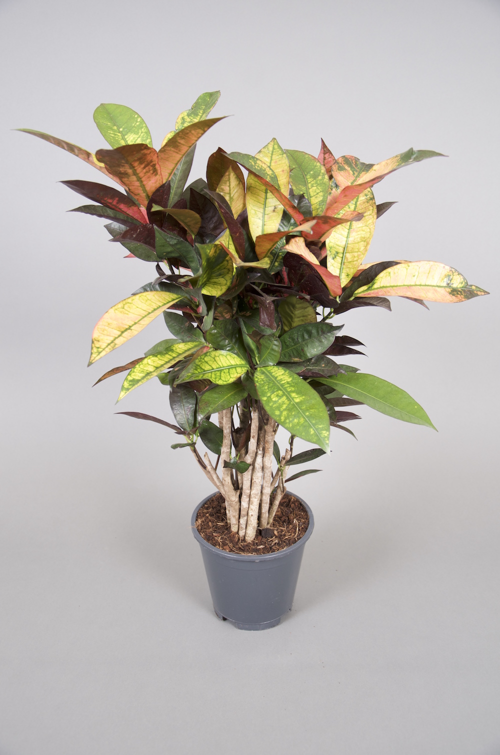 Ein Wunderstrauch (bot. Kroton) mit grünem, gelben und rötlichem Laub in einem grauen Kulturtopf, vor grauem Hintergrund
