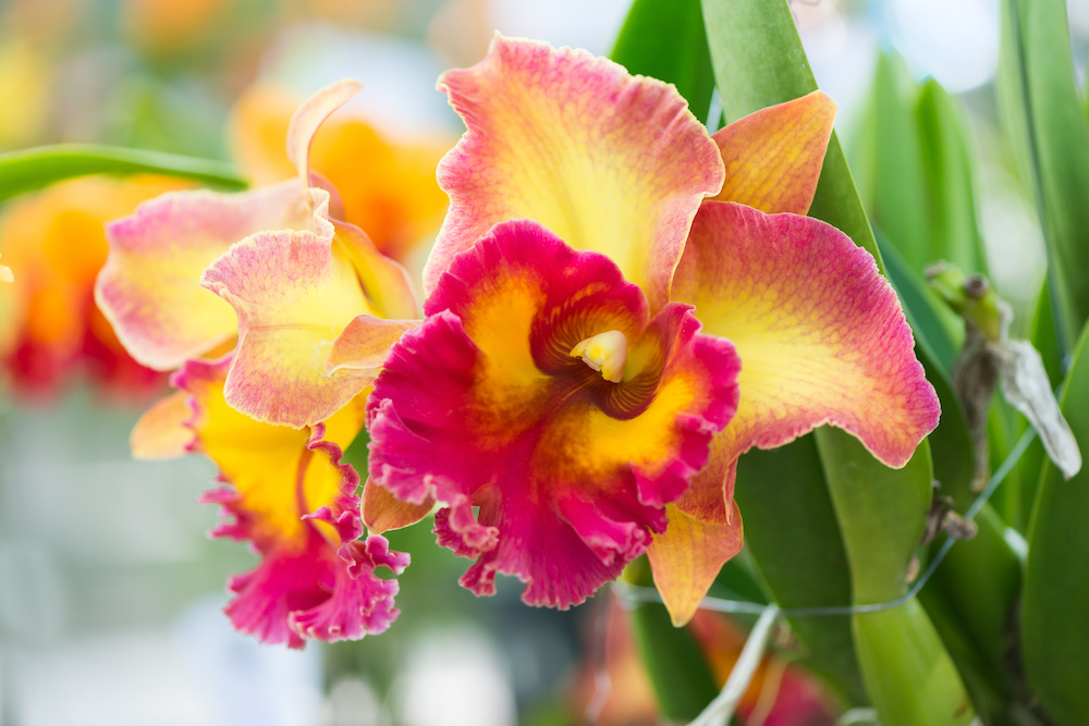 Die orange-rotfarbenen Blüte einer Cattleya Orchidee