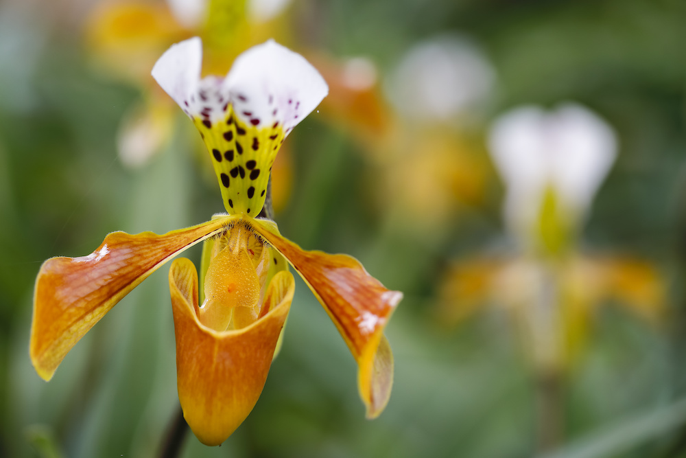 Die Blüte einer Frauenschuh (Paphiopedilum) Orchidee. Im Hintergrund sieht man verschwommen weitere Blüten.