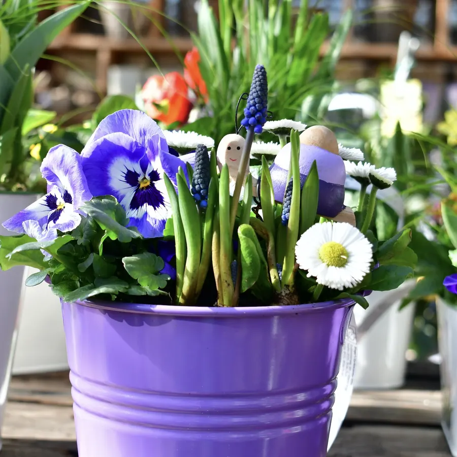 Violetter Eimer mit Stiefmütterchen, Traubenhyazinthen und Gänseblümchen
