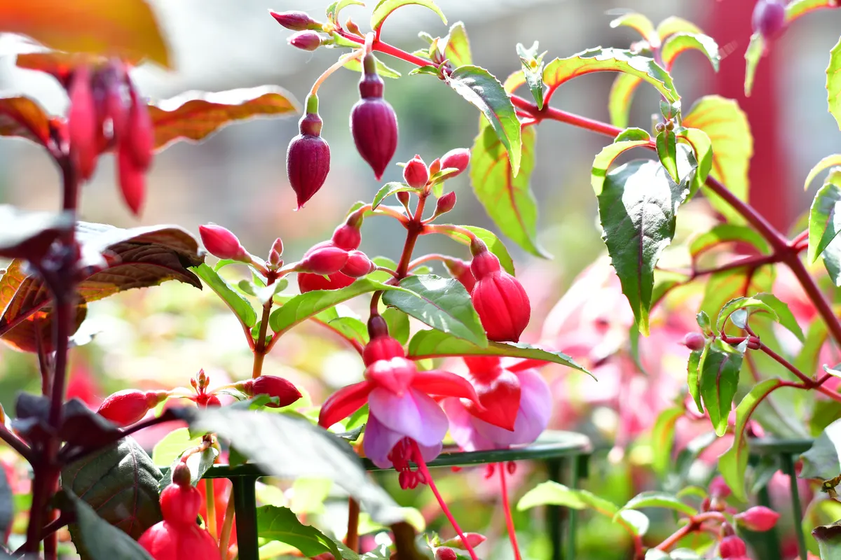 Blühende Fuchsien in der Balkonpflanzen-Abteilung