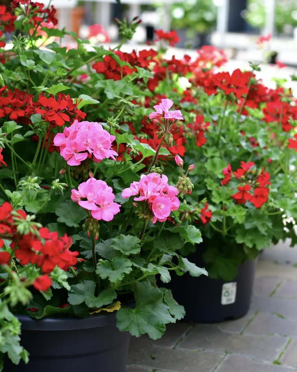 Geranien in Rot und Rosa auf einem Verkaufstisch