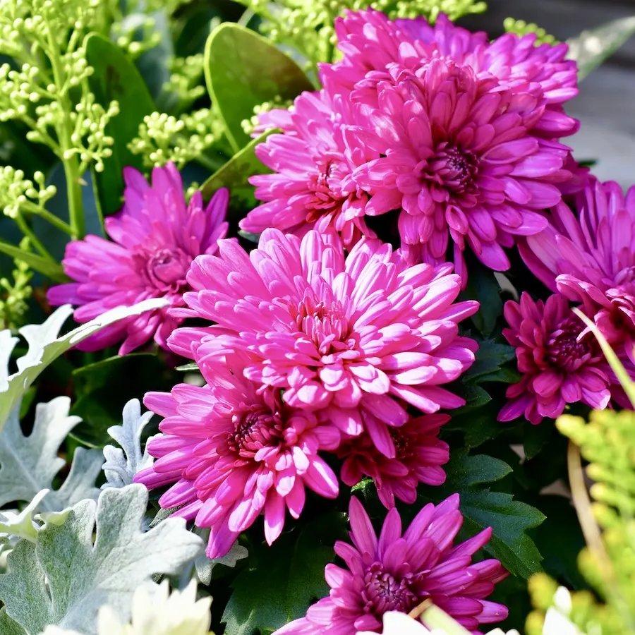 Chrysanthemen in Pink und Violett