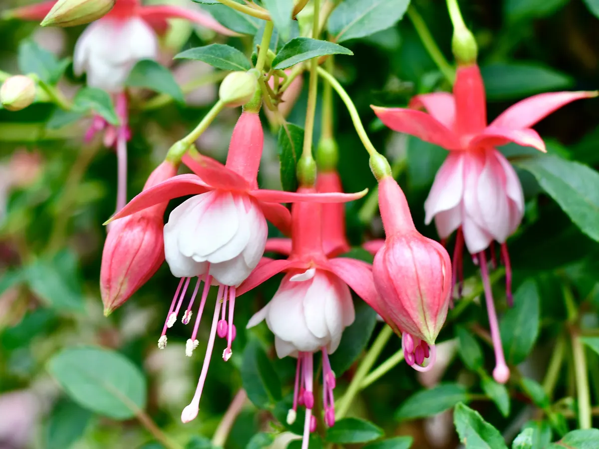 Rot-weiße Fuchsienblüten