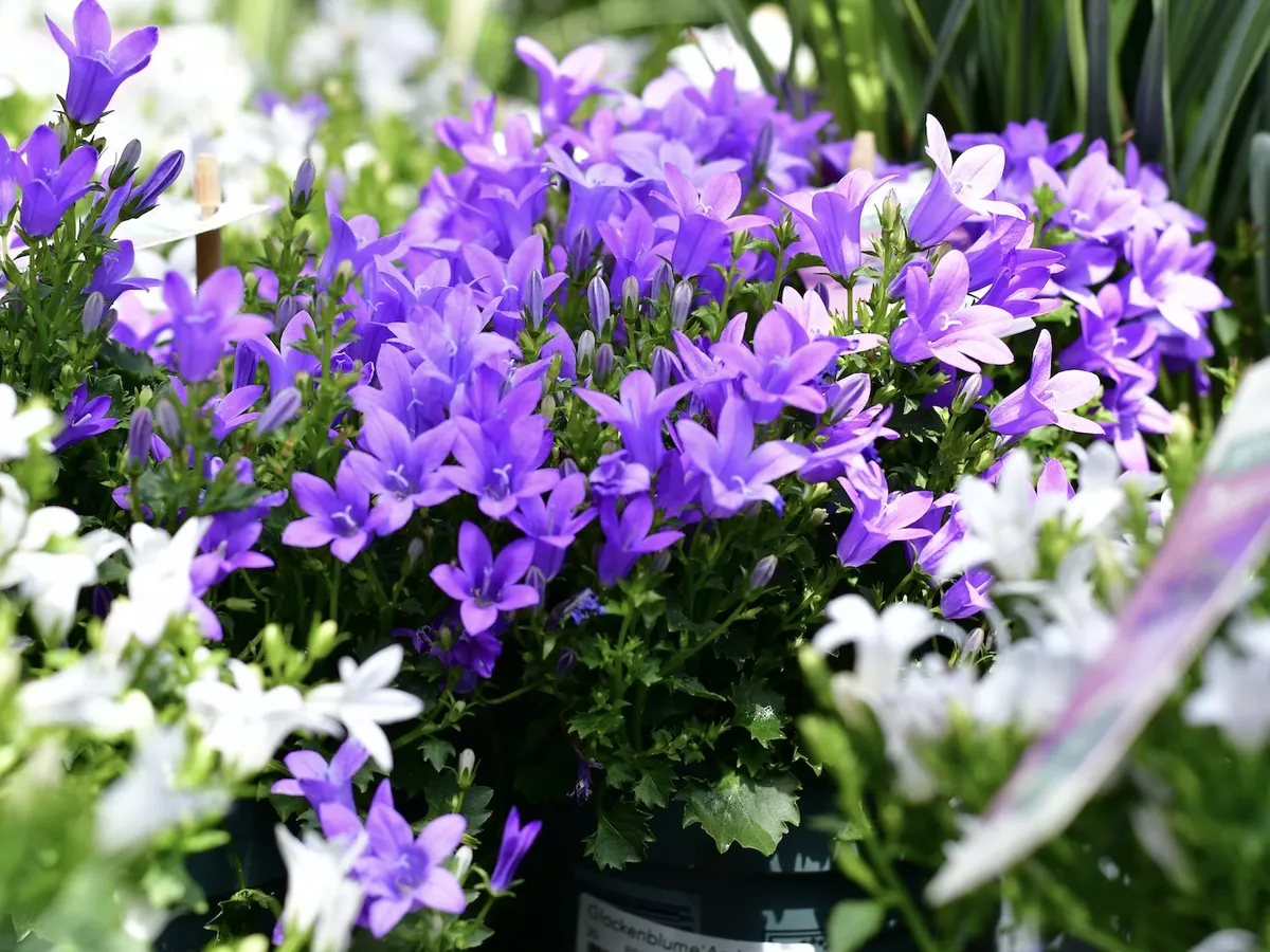 Violette Glockenblumen in Töpfen