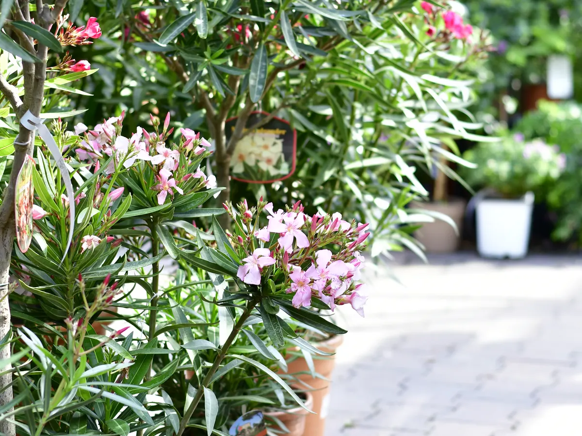 Oleander in Kübeln im Außenbereich