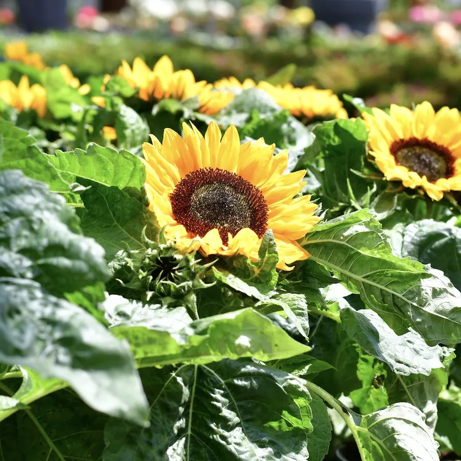 Sonnenblumen auf einem Verkaufstisch