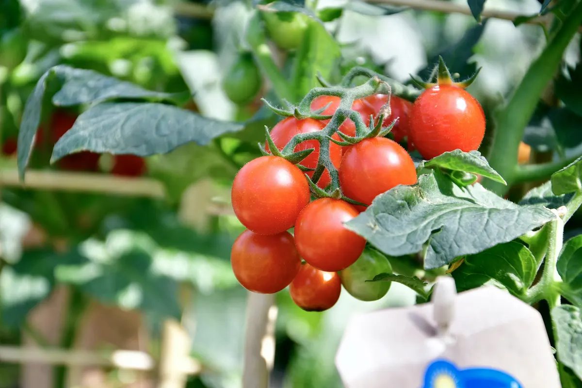Reife Cherrytomaten an der Pflanze in der Gemüseabteilung