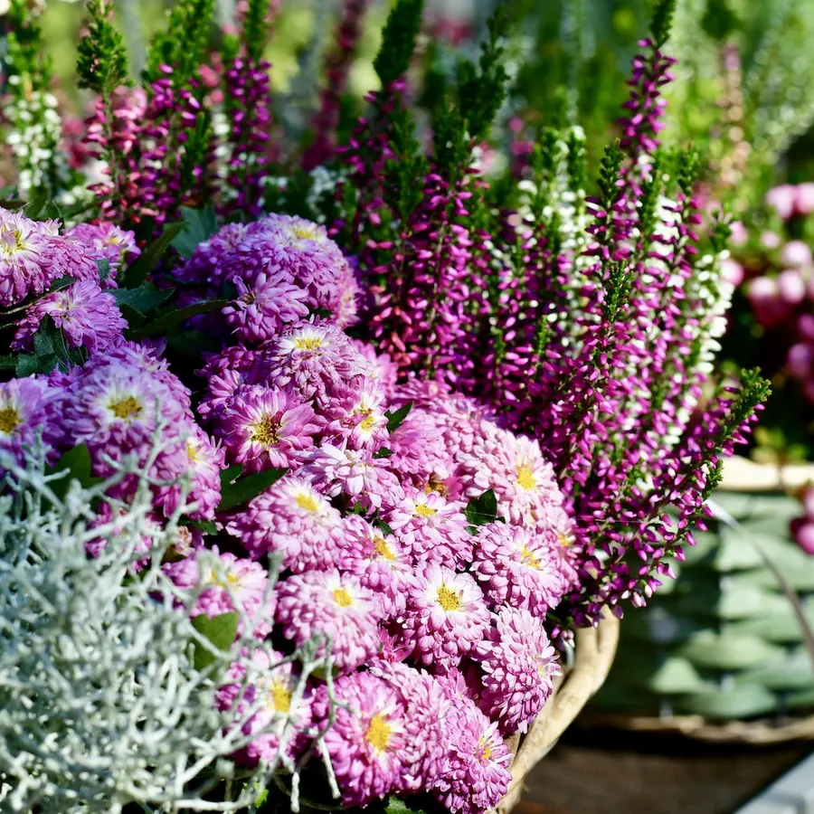 Heide und Chrysanthemen mit silbrigem Laub