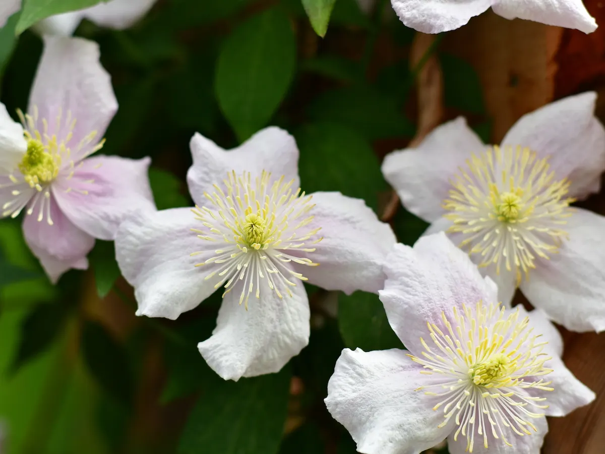 Weiße Clematis-Blüten an einem Rankgitter