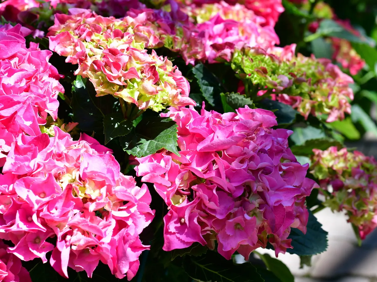 Hortensien in Pink und Rosa