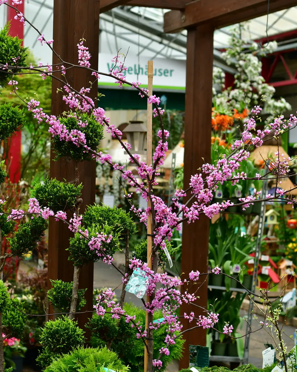 Judasbaum mit rosa Blüten