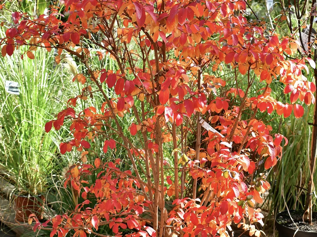 Laubgehölz mit orangefarbener Herbstfärbung
