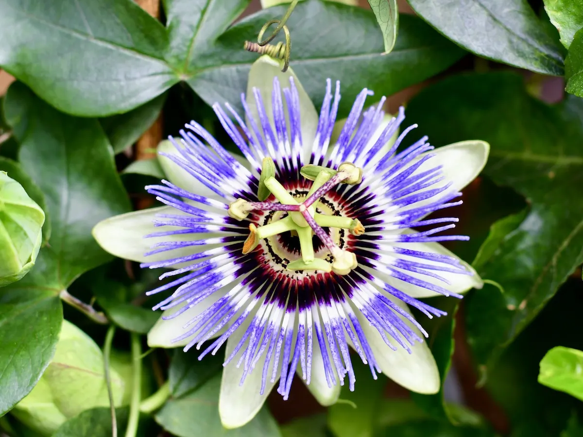 Blüte einer Passionsblume