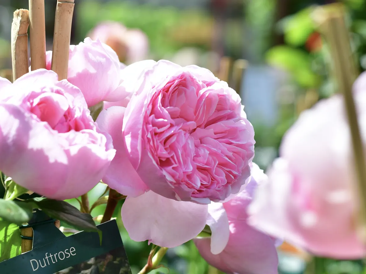 Gefüllte rosa Rosenblüten