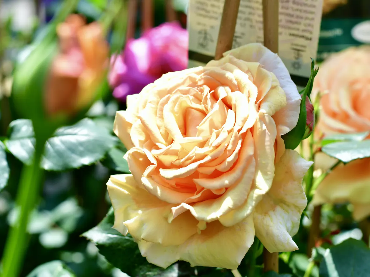 Gefüllte Rose in Apricot
