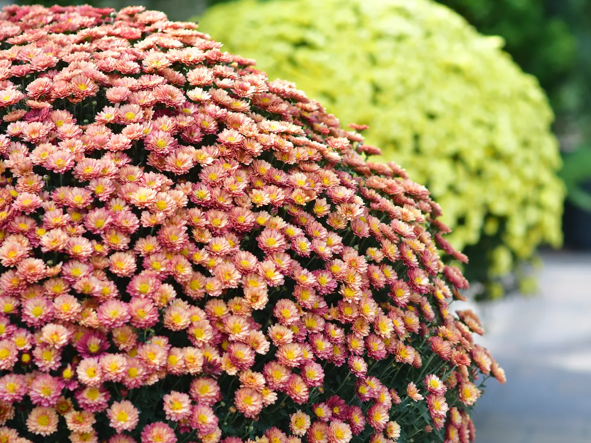 Große Chrysanthemenbüsche in Rosa und Gelb im Außenbereich