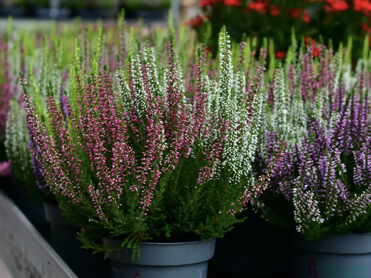 Knospenheide in Weiß, Rosa und Violett in Töpfen