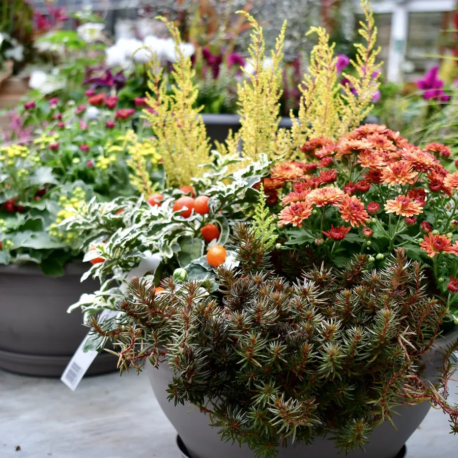 Kübel mit orangen Herbstblühern und Gräsern
