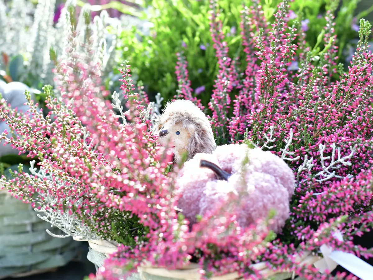 Herbstschale mit rosa Heide und Zierkürbis