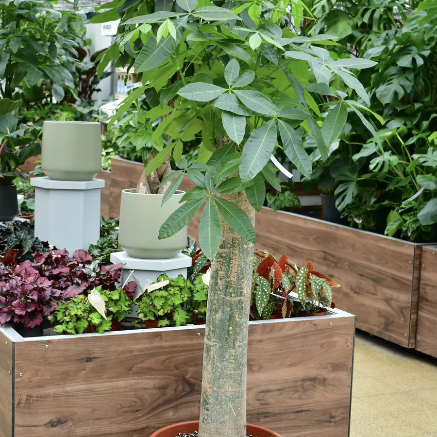 Zimmerbaum mit dünnem Stamm in einem Holzkasten