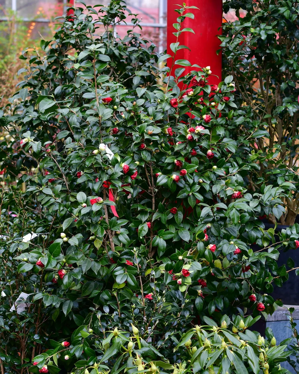 Kamelienstrauch mit roten Blüten und glänzend grünem Laub