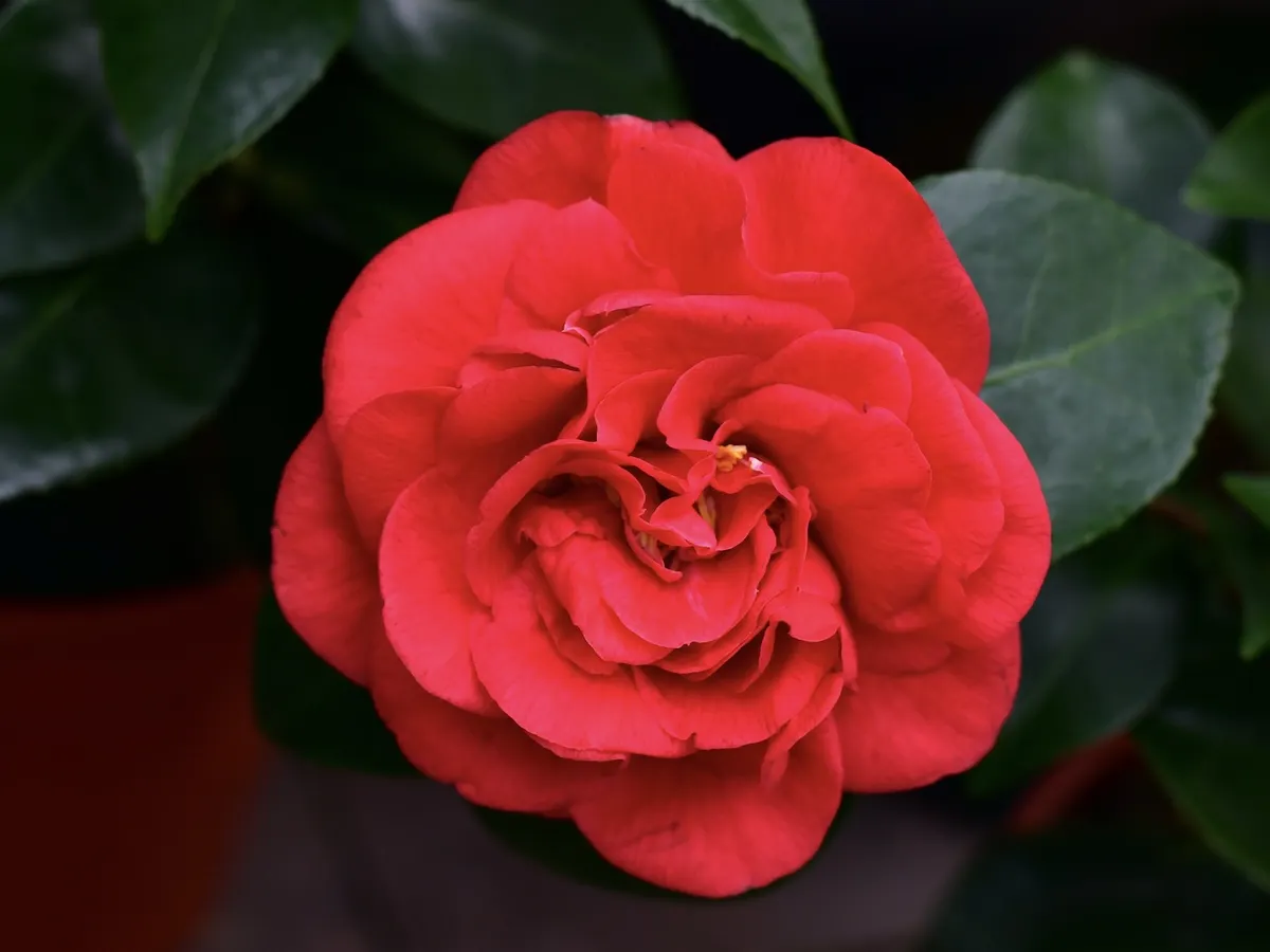 Rote Kamelienblüte