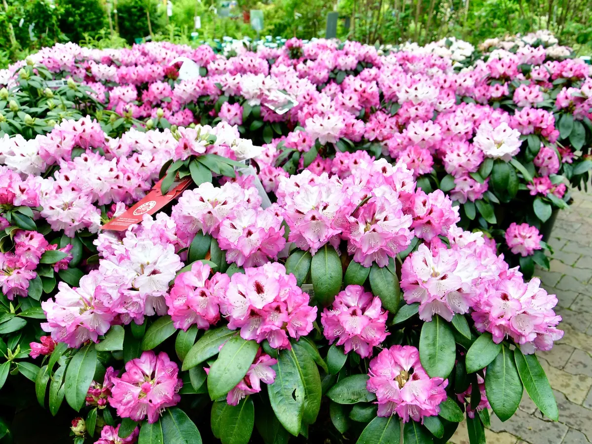 Blühende Rhododendren in Rosa
