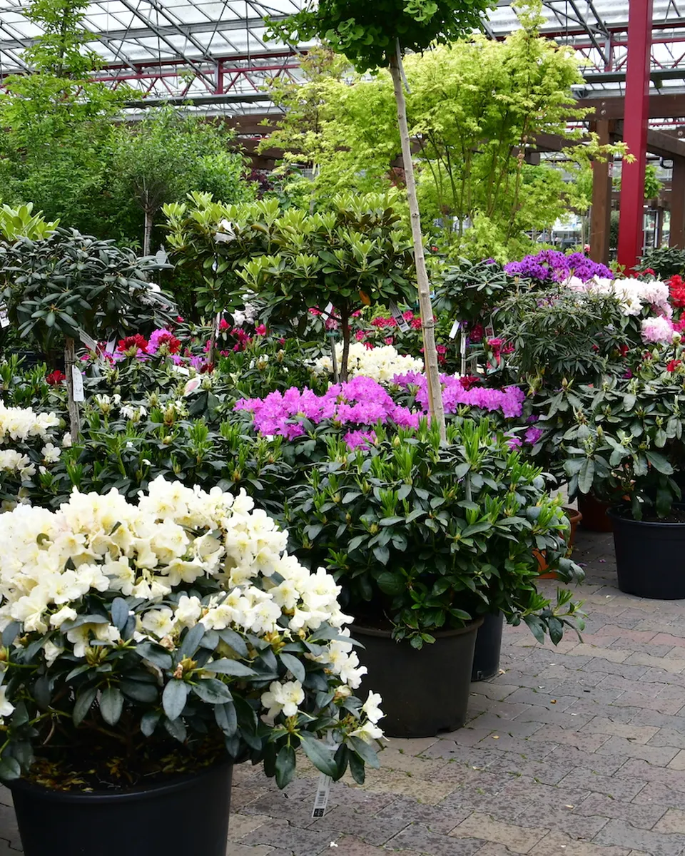 Rhododendren in Weiß und Violett im Außenbereich