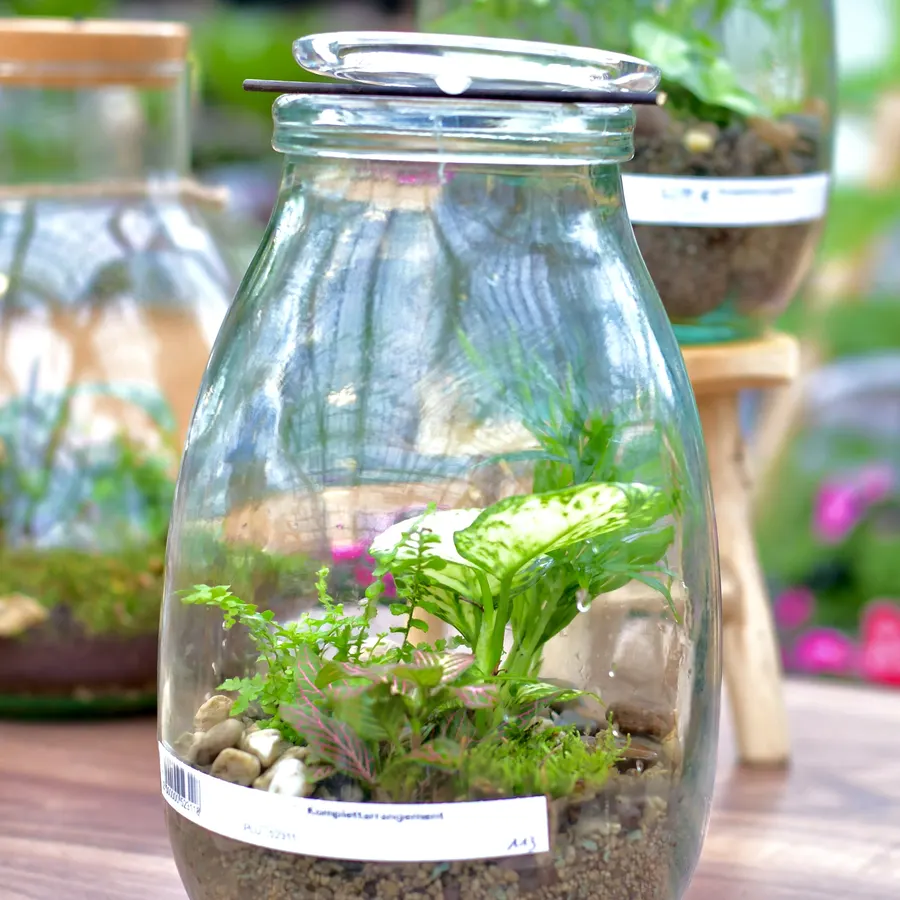 Bepflanzte Glasflasche mit kleinen Grünpflanzen