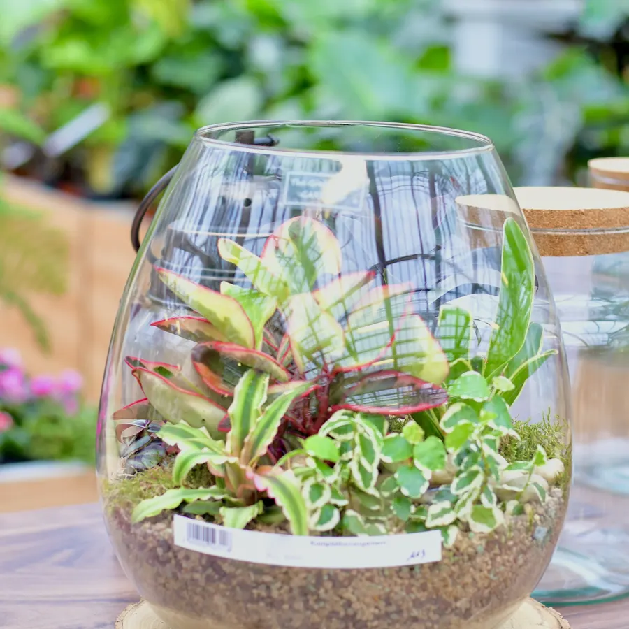 Bauchiges Glas mit bunten Blattpflanzen