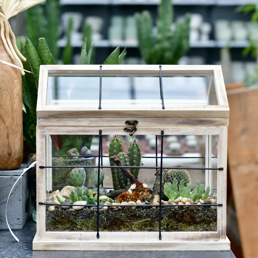 Kleines Gewächshaus aus Glas mit Kakteen
