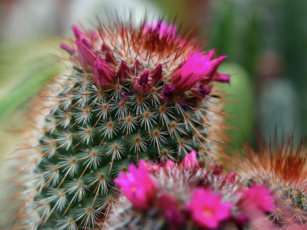 Blühende Kakteen mit pinken Blüten