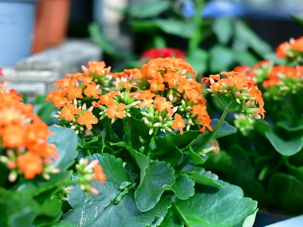 Kalanchoe mit orangefarbenen Blüten