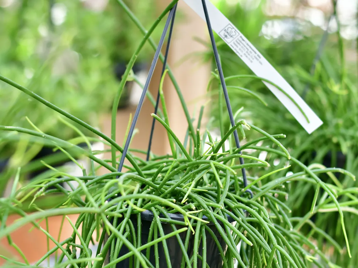 Rhipsalis in einer Hängeampel