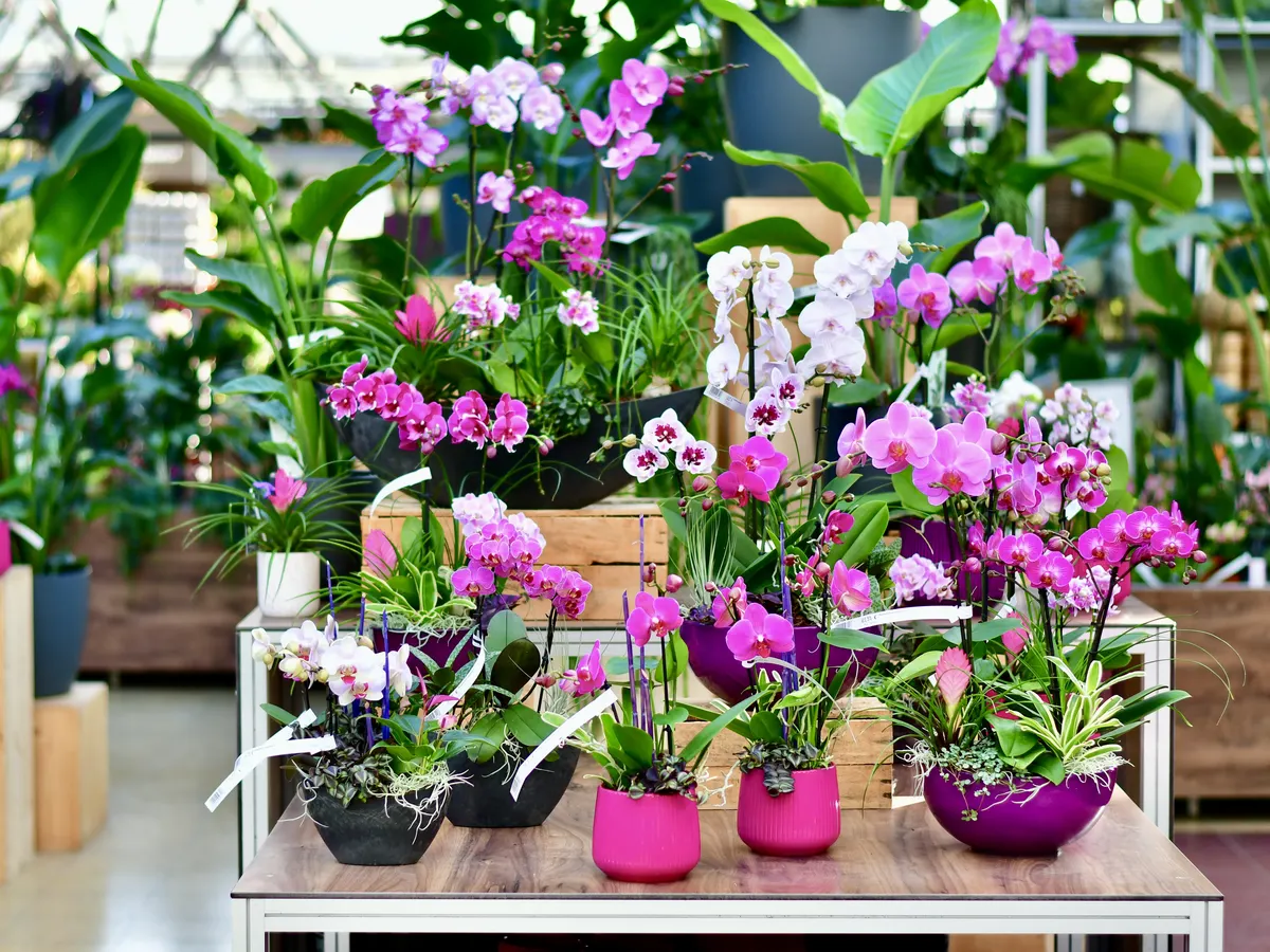 Tisch mit blühenden Orchideen in Rosa und Weiß