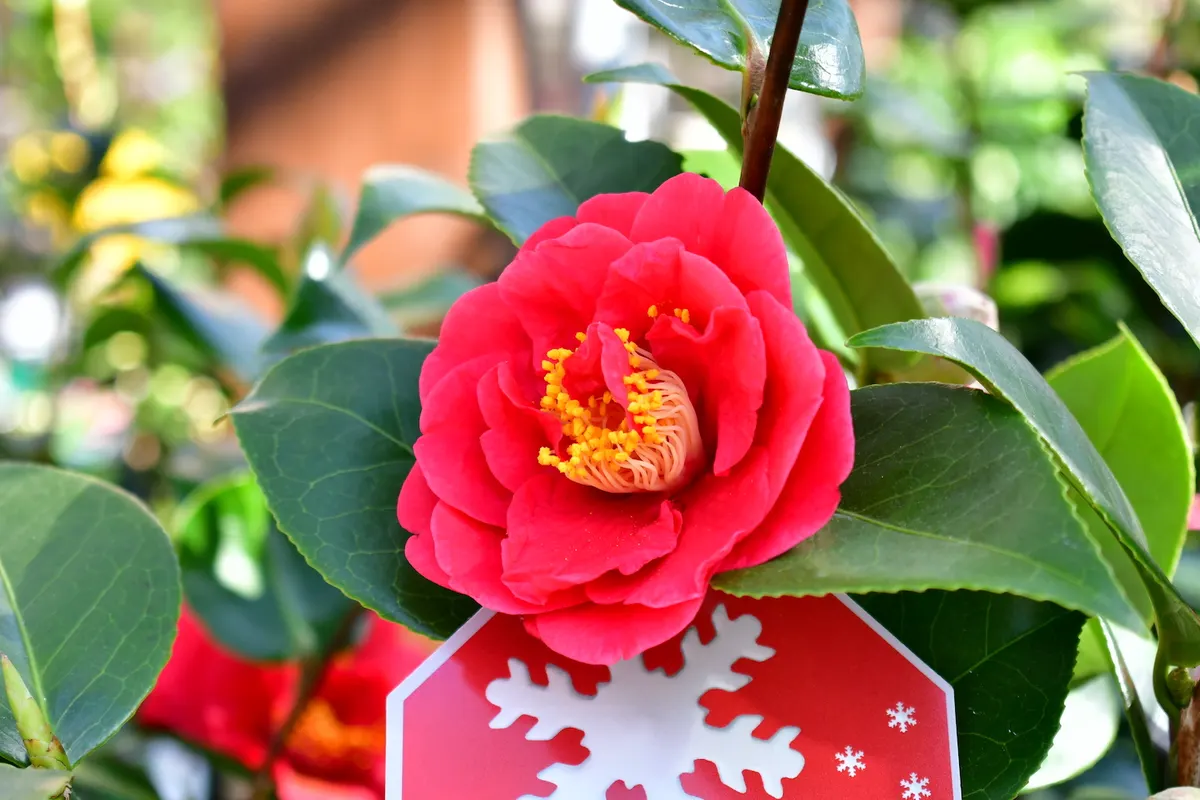 Rote Kamelienblüte an einem Strauch
