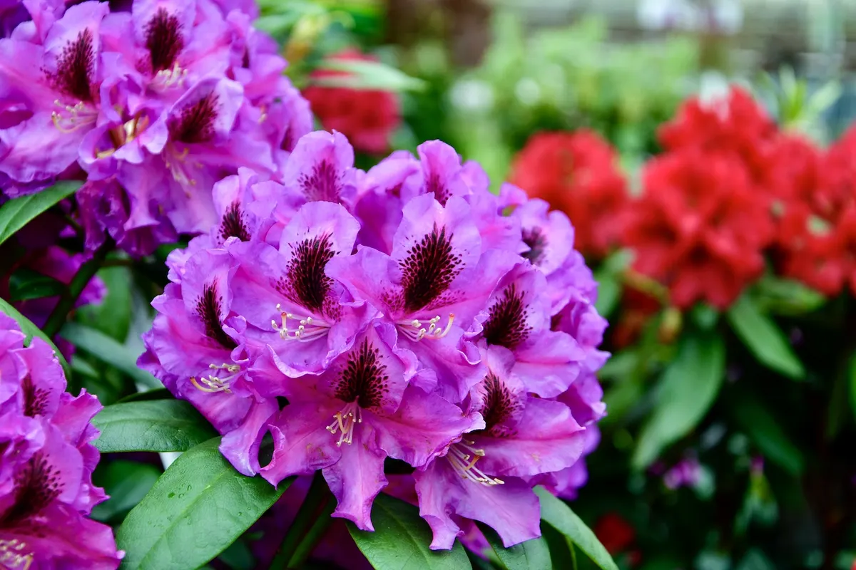Violett blühender Rhododendron