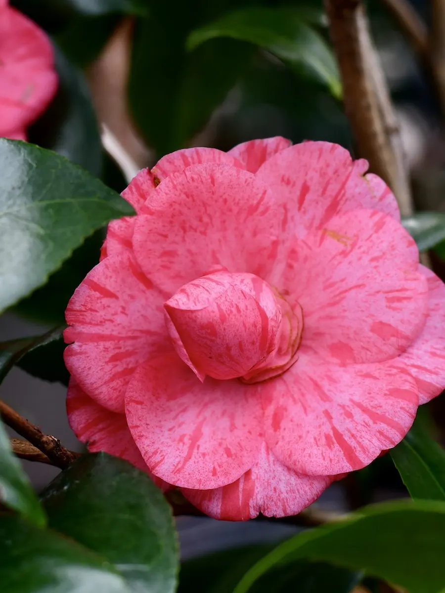 Rosa Kamelienblüte