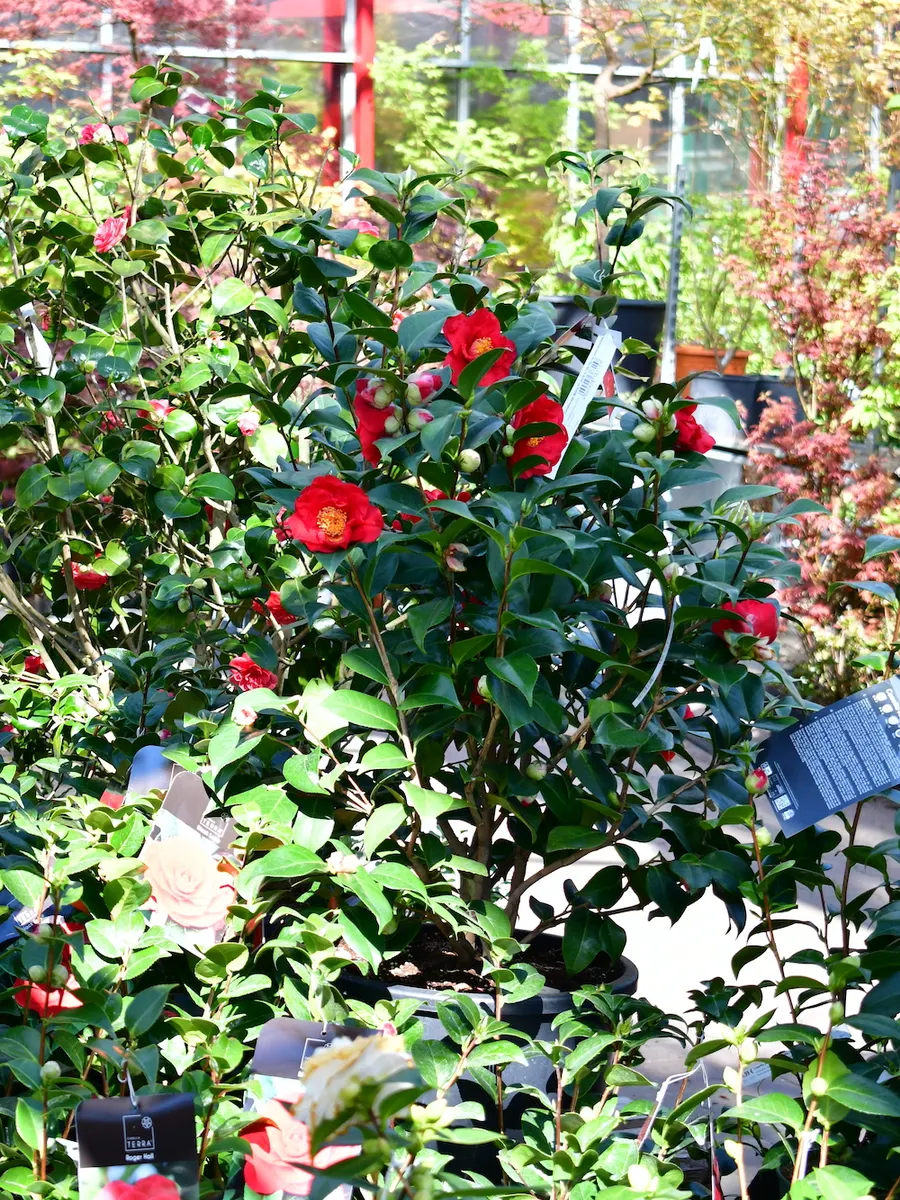 Kamelienstrauch mit roten Blüten